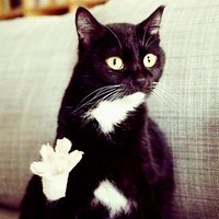 Фотография Schwarze_Katze